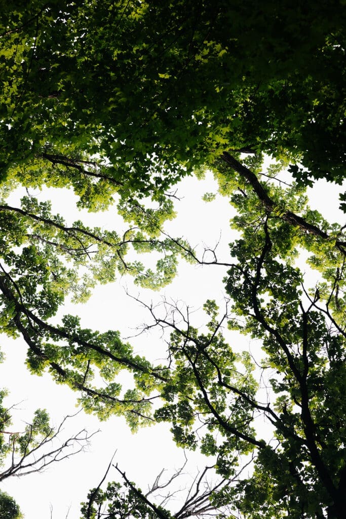 Looking up through the towering tree canopy surrounding the outdoor ceremony space at Equestria West.