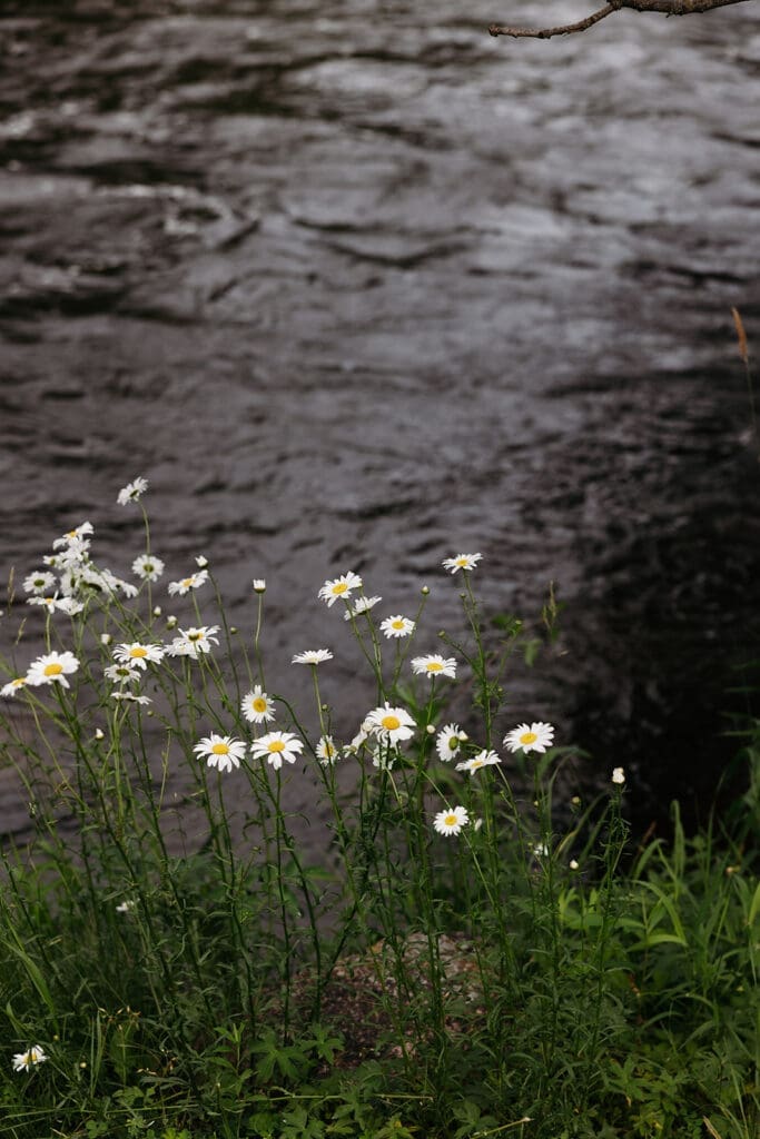 Wild daisies blooming beside the St. Croix River near La Pointe Events.